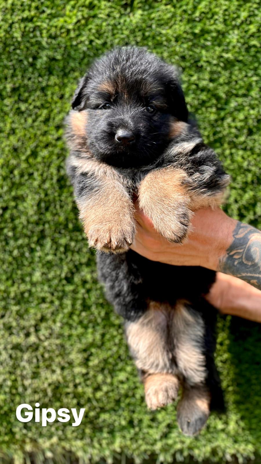 Newborn german shepherd hot sale puppies for sale