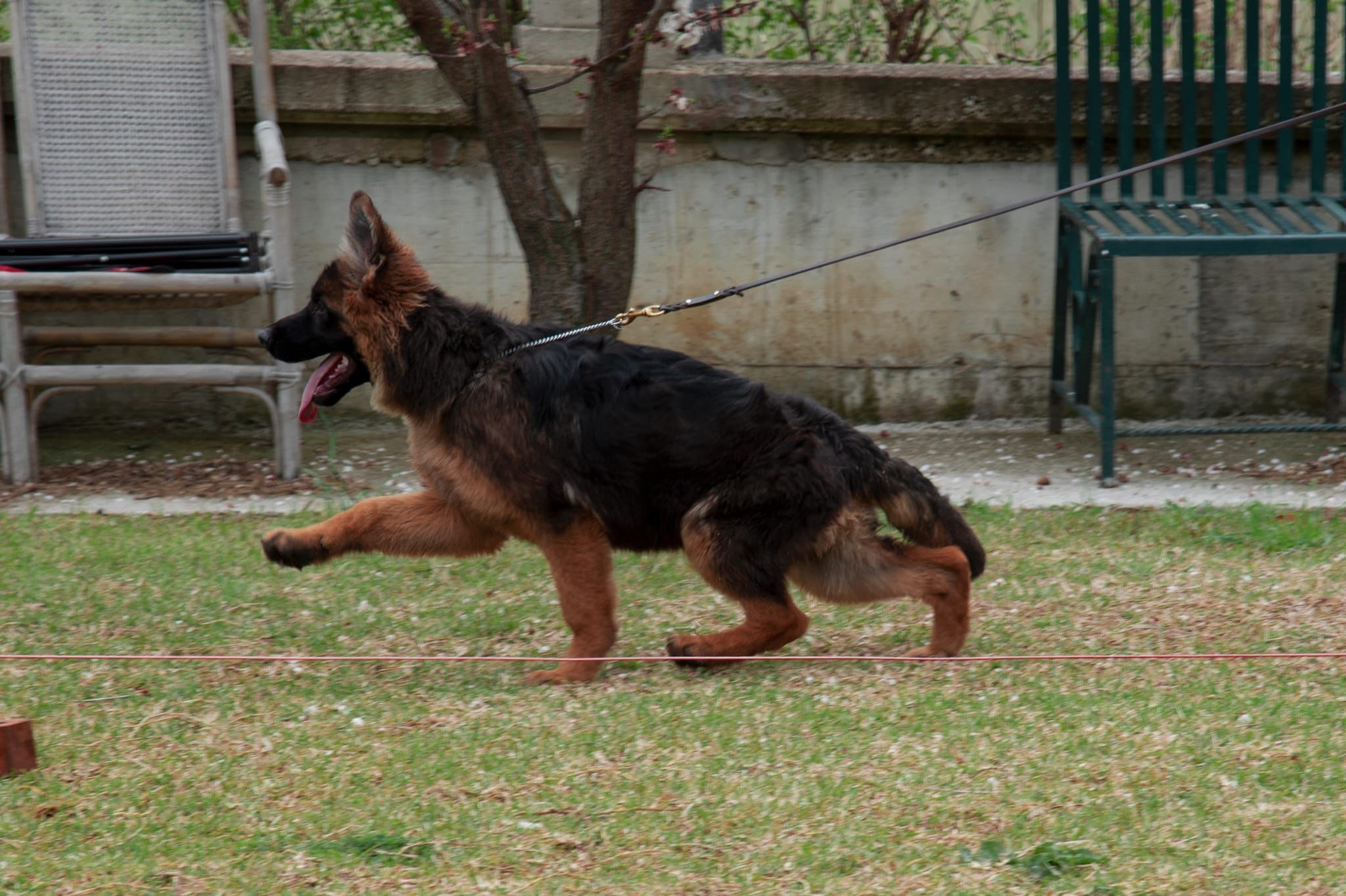 Lion german best sale shepherd puppies