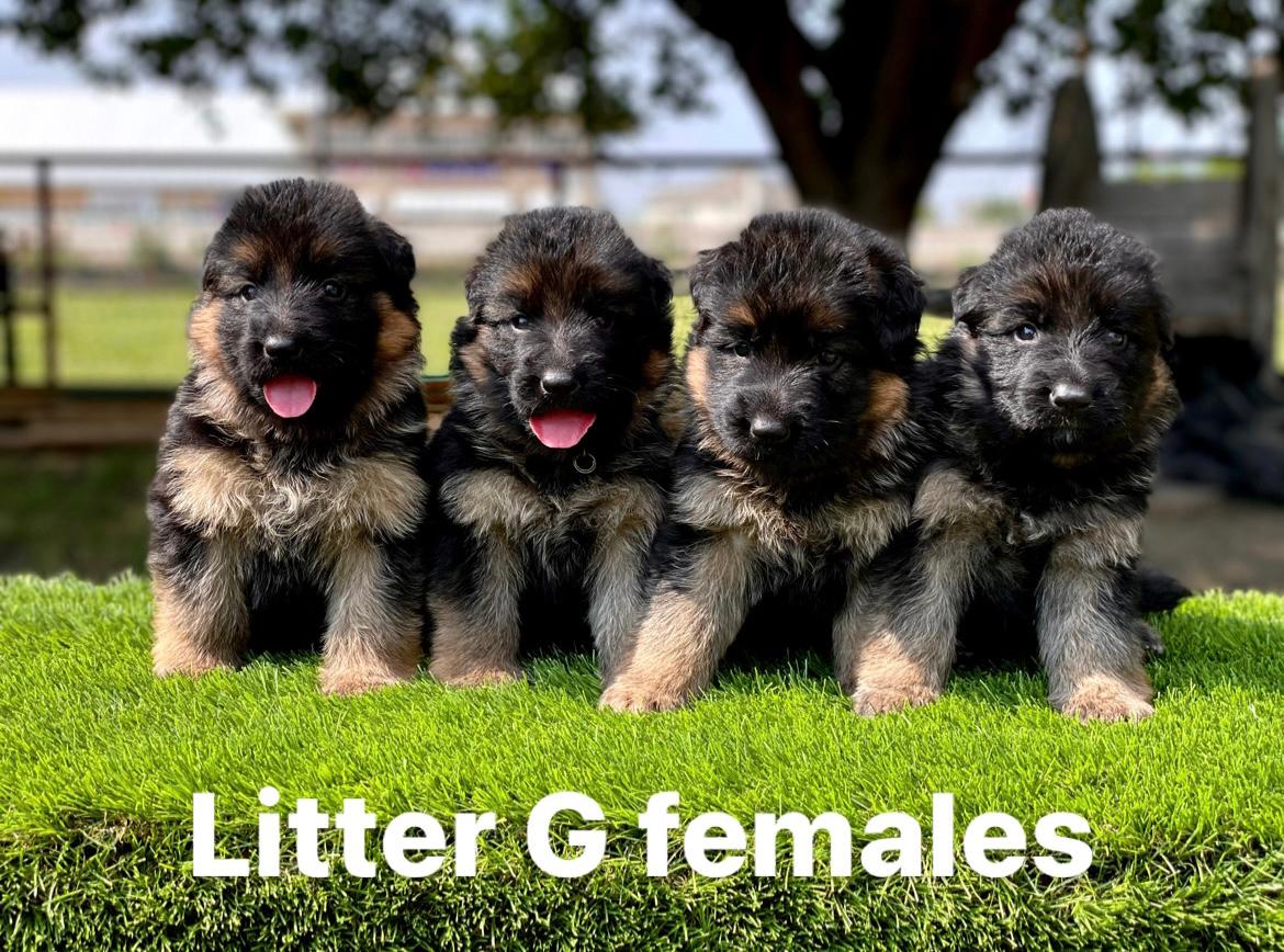 Service german shepherds for 2024 sale