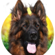 AKC German Shepherd puppies for sale that are naturally friendly, affectionate, and patient, especially if you have children. A well-socialized puppy is critical.
