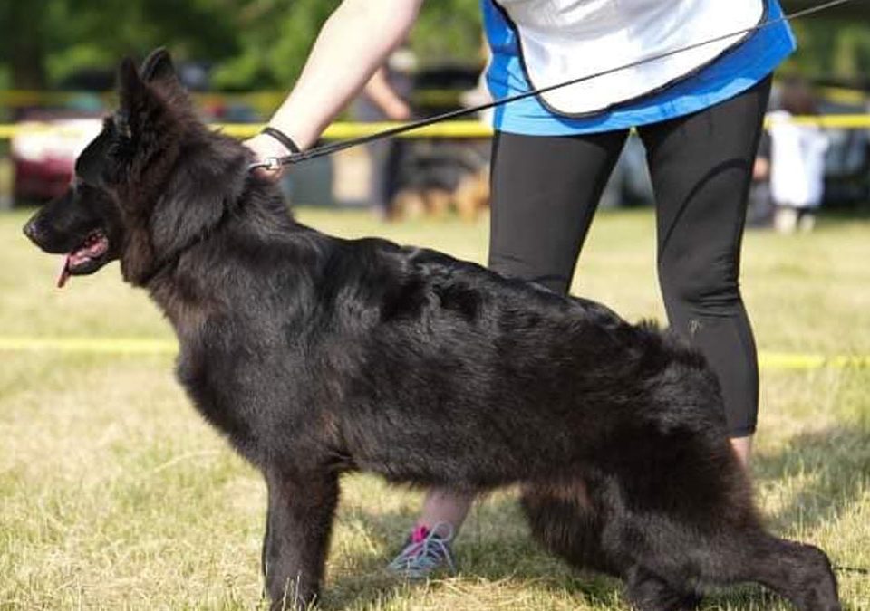 Black German Shepherd For Sale