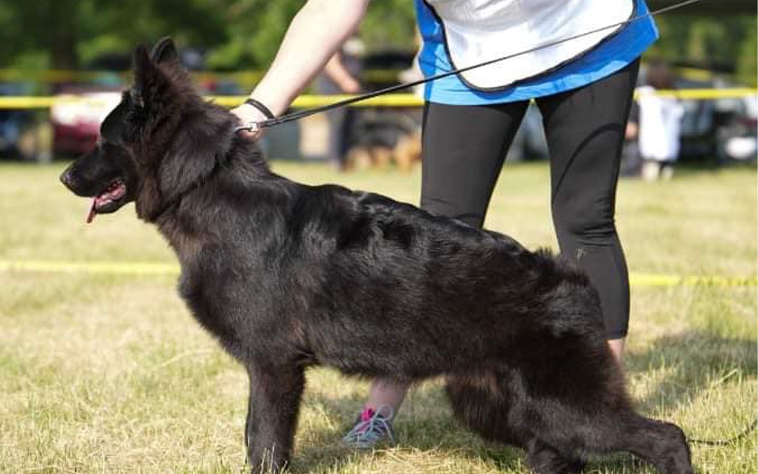 Black German Shepherd For Sale