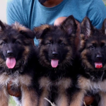 German Shepherd Puppies For Sale