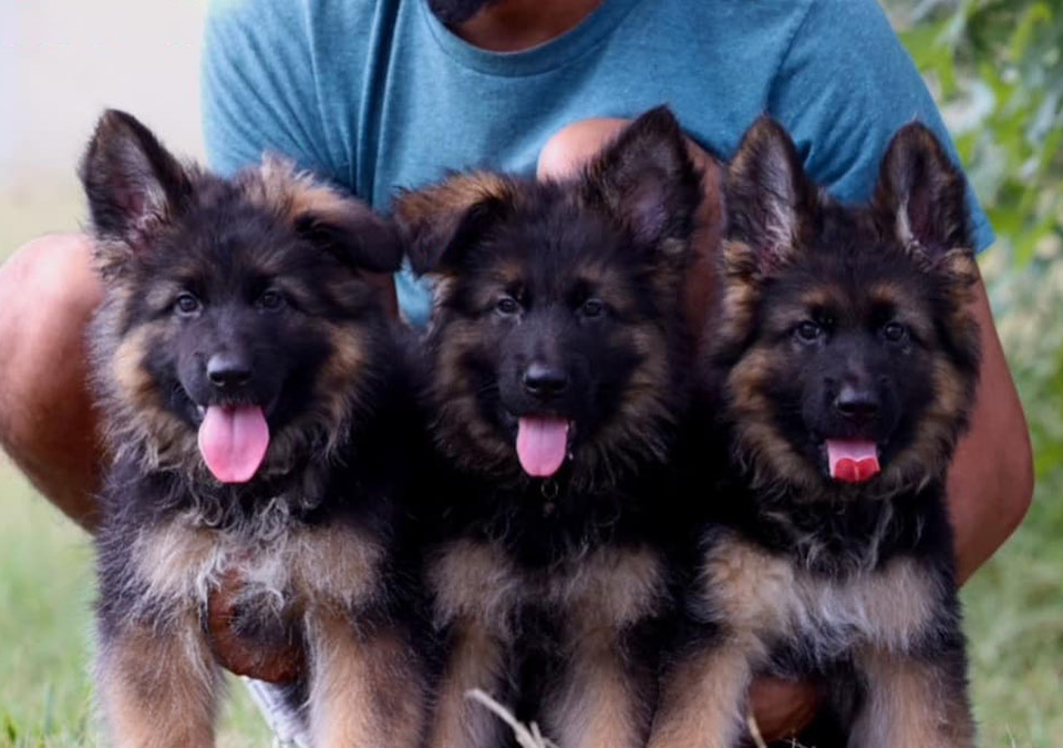 German Shepherd Puppies For Sale