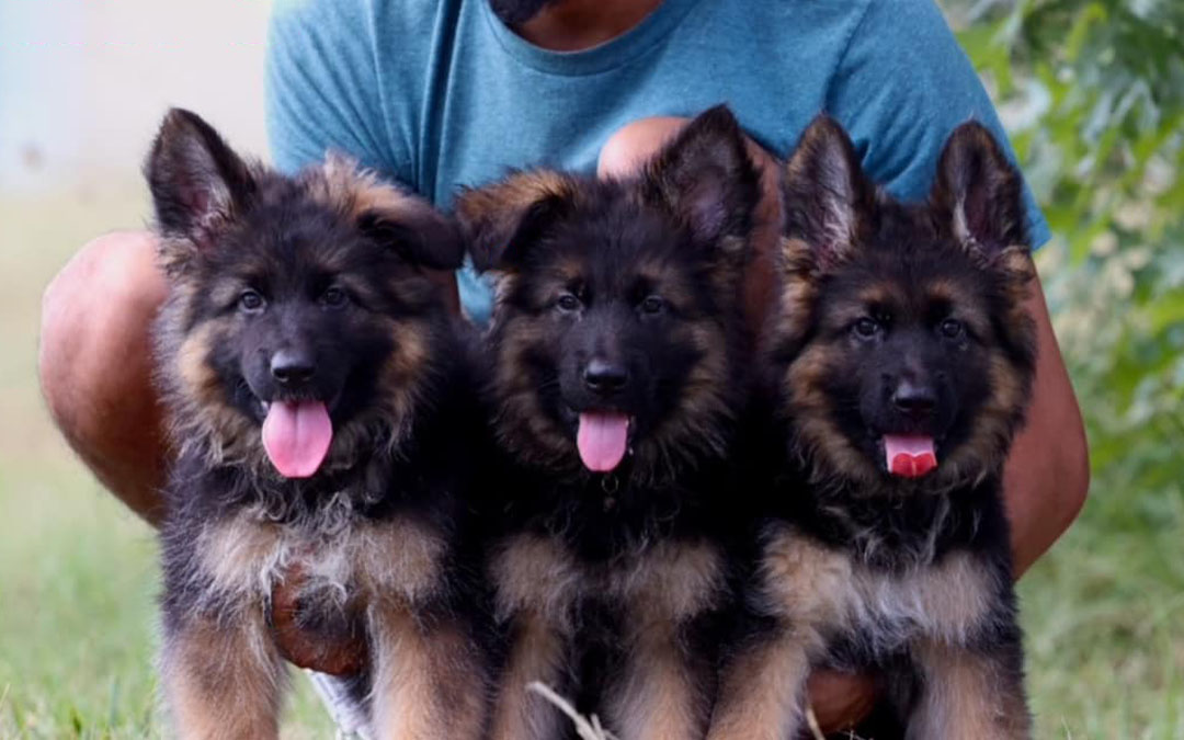 German Shepherd Puppies For Sale