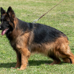 German shepherd for sale near me