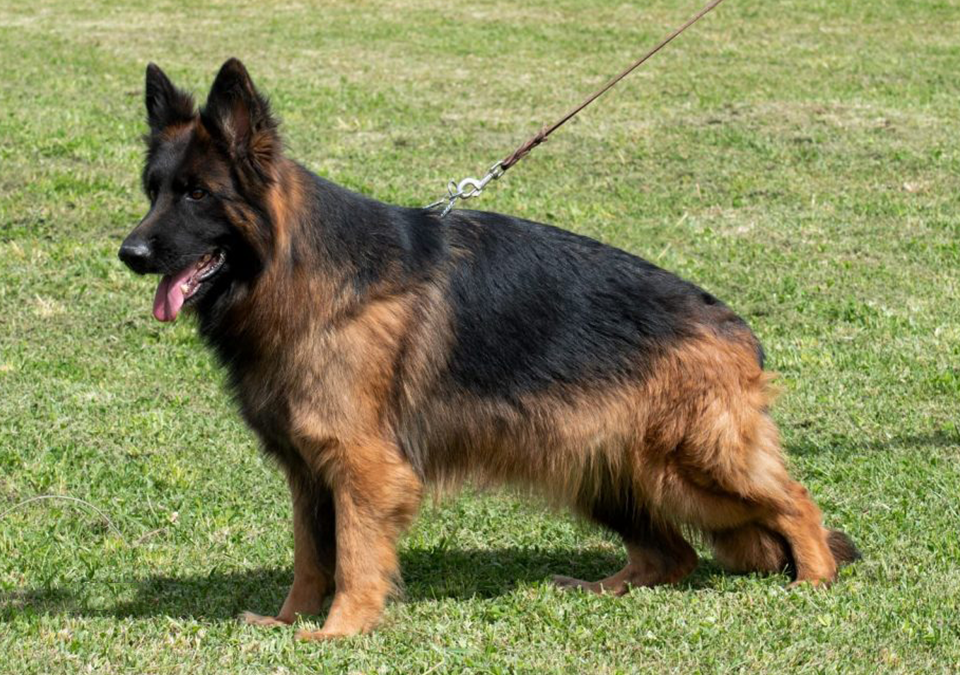 German shepherd for sale near me