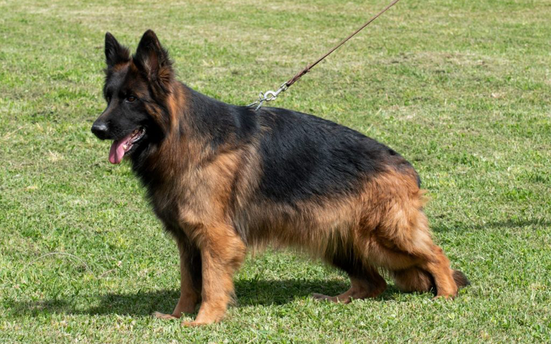 German shepherd for sale near me