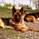 Police Dogs