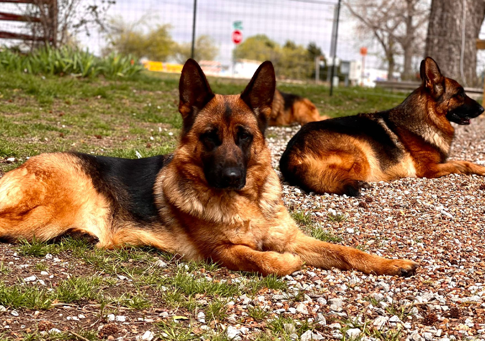 Police Dogs