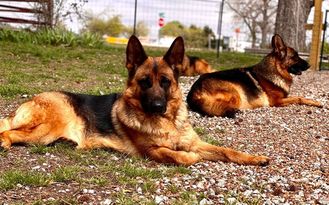 Police Dogs