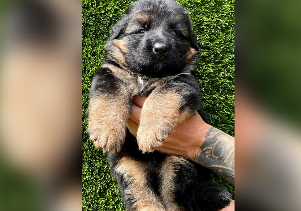 Best K9 Puppies For Sale