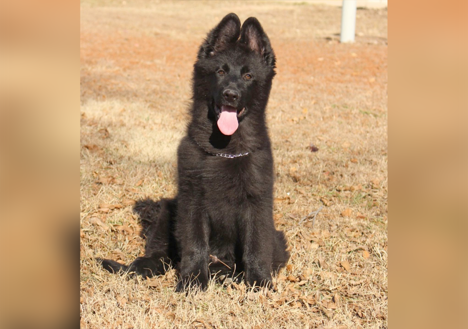 Long Coat German Shepherd Puppies