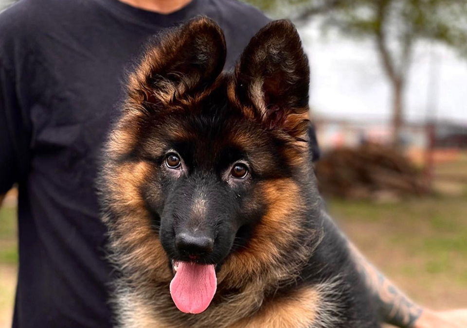 VA German Shepherd