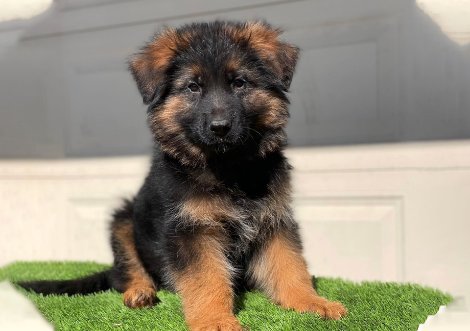 healthy German Shepherd puppies for sale