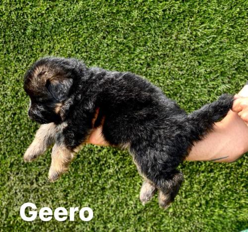 Litter G - Geero - male