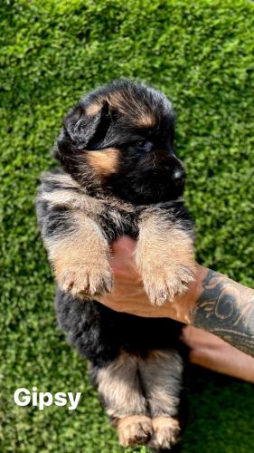 Litter G - Gipsy - female