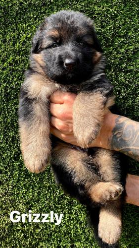 Litter G - Grizzly - male