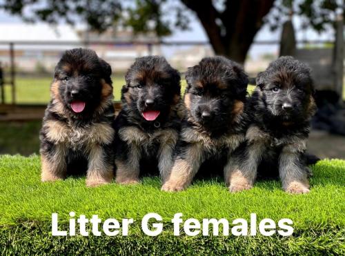 Litter G Females