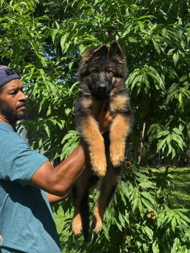 Litter Z - Zorro - male